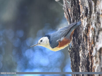 White-cheeked Nuthatch (Sitta leucopsis) - бесплатный image #501305